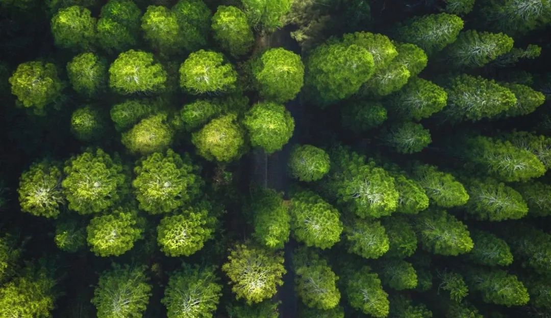 55世纪“树”度 | 践行绿色发展理念，厚植生态文明新底色